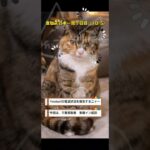 ymobile通信状況　千葉県成田市取香　東横イン成田空港本館　#shorts　シニアの冒険！　韋駄天日本一周 #旅行 #60歳代