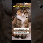 ymobile通信状況（東京都江東区木場　東横イン東西線木場駅）　#shorts　シニアの冒険！　韋駄天日本一周 #旅行 #60歳代