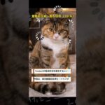 ymobile通信状況（東京都江東区木場5丁目　東横イン東西線木場駅）　#shorts　シニアの冒険！　韋駄天日本一周 #旅行 #60歳代