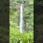 アラカン夫婦のハワイ旅-17  アカカ滝　落差134m落差のハワイ島最大の滝　熱帯植物の間を一周約30-40分ほどの散策　　　　　　　#ハワイ #ハワイ島 #滝 #熱帯植物