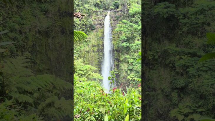 アラカン夫婦のハワイ旅-17  アカカ滝　落差134m落差のハワイ島最大の滝　熱帯植物の間を一周約30-40分ほどの散策　　　　　　　#ハワイ #ハワイ島 #滝 #熱帯植物