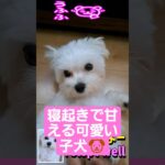 寝起きで甘える可愛いマルチーズ子犬「Maltese Puppy Has The Sweetest Wake Up Routine」