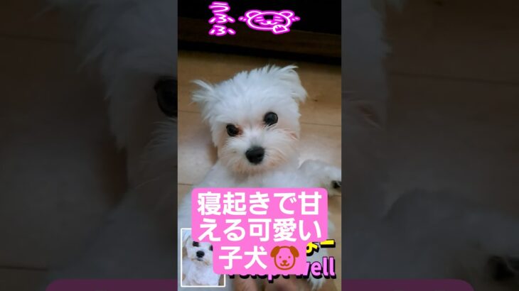 寝起きで甘える可愛いマルチーズ子犬「Maltese Puppy Has The Sweetest Wake Up Routine」