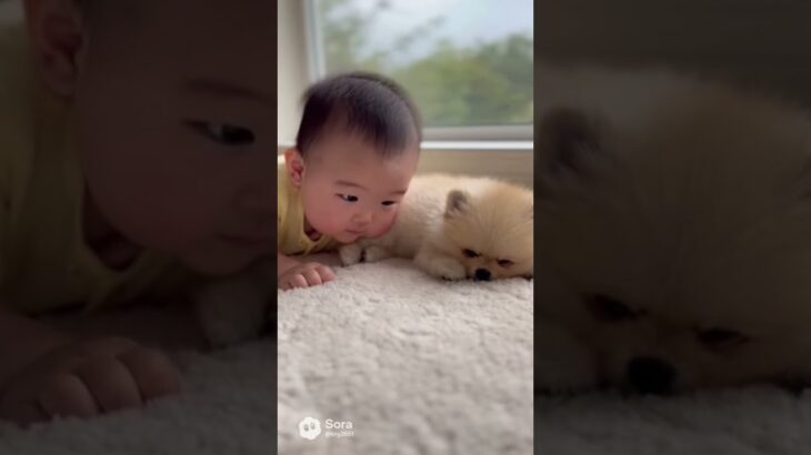 かわいい赤ちゃんと子犬のラブラブ #shors