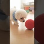 かわいい赤ちゃんと子犬のラブラブ #shors