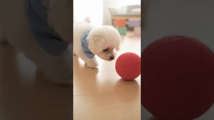 かわいい赤ちゃんと子犬のラブラブ #shors