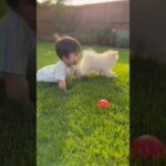 かわいい赤ちゃんと子犬のラブラブ #shors