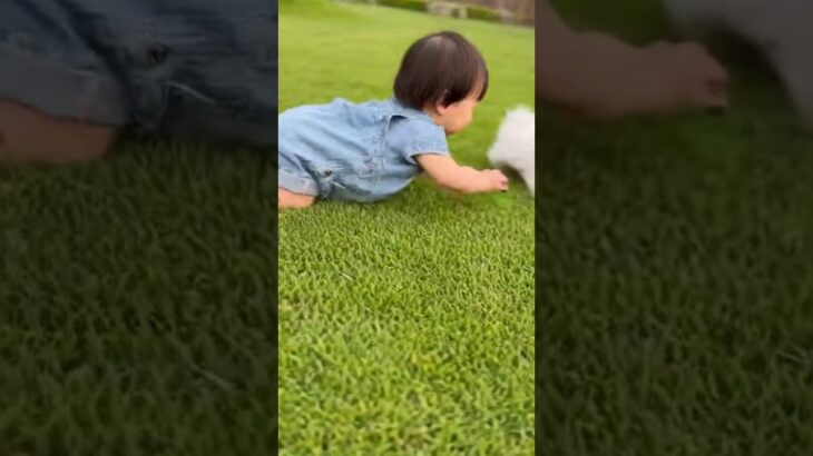 かわいい赤ちゃんと子犬のラブラブ #shors