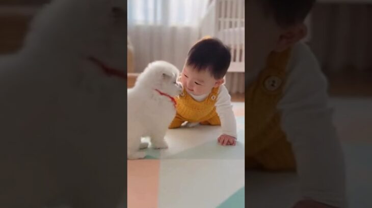 かわいい赤ちゃんと子犬のラブラブ #shors