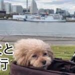 中年夫婦とシニア犬　念願だった横浜旅行へ　トイプードル／再婚夫婦
