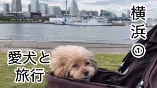 中年夫婦とシニア犬　念願だった横浜旅行へ　トイプードル／再婚夫婦