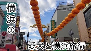 中年夫婦とシニア犬　念願の横浜旅行を満喫！　トイプードル／再婚夫婦