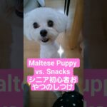 🐶マルチーズの子犬 vs. スナック：史上最高にかわいい対決🐾