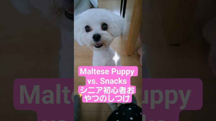 🐶マルチーズの子犬 vs. スナック：史上最高にかわいい対決🐾