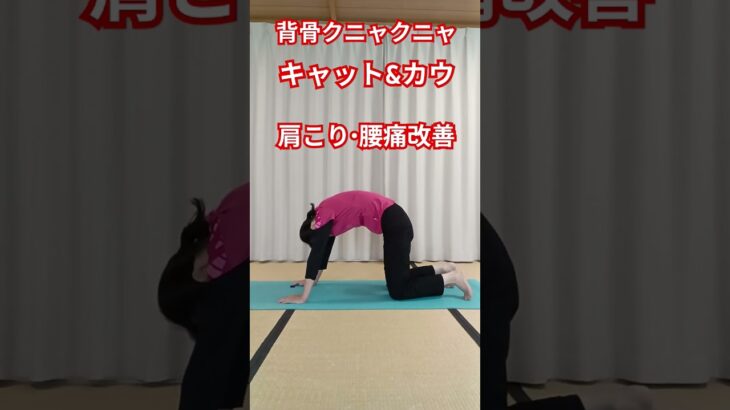 背骨クニャクニャ　#ヨガ #シニア体操 #肩こり #腰痛 #50代 #60代 #キャット&カウ