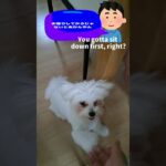 🐶63シニアおやつしつけ法🍖ももちゃん完璧マスター🐾