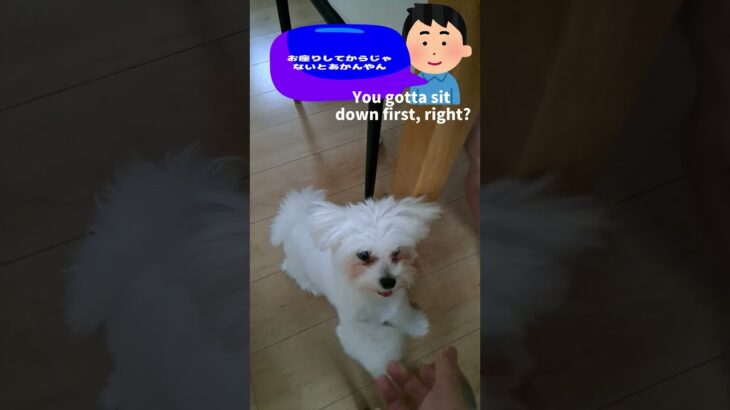 🐶63シニアおやつしつけ法🍖ももちゃん完璧マスター🐾