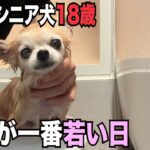 まるで赤ちゃんように可愛いすぎるシニア犬とアラフィフママとの9ヶ月間の記録