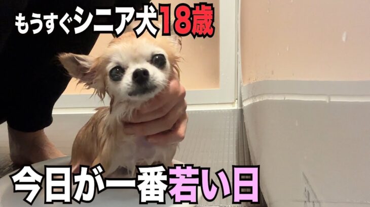 まるで赤ちゃんように可愛いすぎるシニア犬とアラフィフママとの9ヶ月間の記録