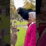奈良！うしたんとおばあちゃん旅行記#シニア演技 #シニア恋愛 #シニア女優 #cowlover #aiおばあちゃん #動物 #恋愛運 #旅行記#kyoto #京都