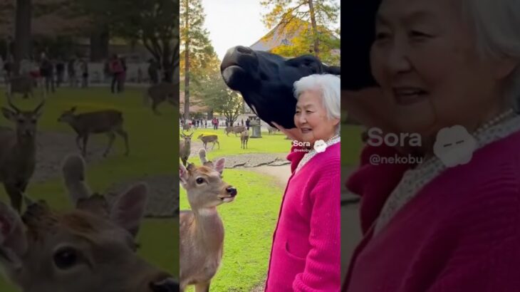 奈良！うしたんとおばあちゃん旅行記#シニア演技 #シニア恋愛 #シニア女優 #cowlover #aiおばあちゃん #動物 #恋愛運 #旅行記#kyoto #京都
