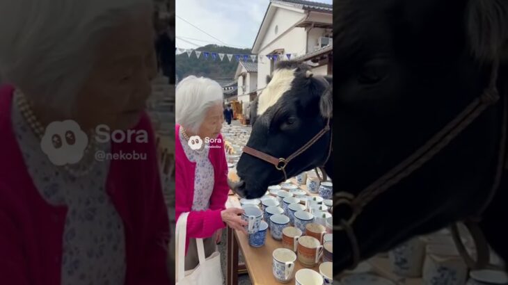 佐賀県！うしたんとおばあちゃん有田焼でペアカップ#シニア演技 #シニア女優 #cowlover #animals #aiおばあちゃん #旅行記　#旅行