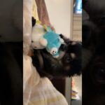 ベビーフェイスなシニア犬🐶 #癒し #チワワ #강아지유튜브 #강아지 #치와와 #犬のいる生活 #かわいい #いぬ #dog