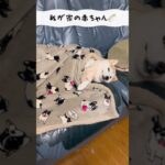 我が家の赤ちゃん🍼#dog #shibainu #柴犬 #柴犬のいる暮らし #柴犬の日常 #癒し #かわいい #シニア犬 #shorts