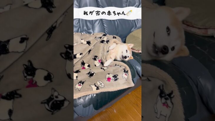 我が家の赤ちゃん🍼#dog #shibainu #柴犬 #柴犬のいる暮らし #柴犬の日常 #癒し #かわいい #シニア犬 #shorts
