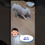 ゴルフボールをパパに渡したくないマルチーズ子犬＃シニア＃マルチーズ＃子犬 #puppy＃遊ぶ＃お迎え＃しつけ＃かわいい＃ペット＃癒し＃子犬 #犬のいる生活 #赤ちゃん＃噛む＃咥える＃性格＃吠える