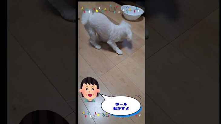 ゴルフボールをパパに渡したくないマルチーズ子犬＃シニア＃マルチーズ＃子犬 #puppy＃遊ぶ＃お迎え＃しつけ＃かわいい＃ペット＃癒し＃子犬 #犬のいる生活 #赤ちゃん＃噛む＃咥える＃性格＃吠える