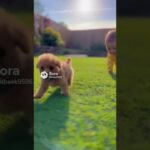 とてもかわいい赤ちゃんと小さくてかわいい子犬とのラブラブな映像 #shors