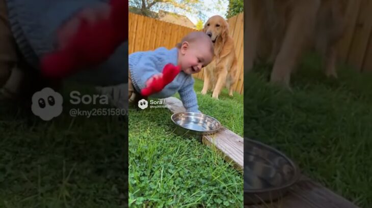 とてもかわいい赤ちゃんと小さくてかわいい子犬とのラブラブな映像 #shors
