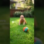 とてもかわいい赤ちゃんと小さくてかわいい子犬とのラブラブな映像 #shors