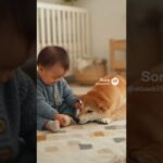 とてもかわいい赤ちゃんと小さくてかわいい子犬とのラブラブな映像 #shors