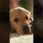 とてもかわいい赤ちゃんと小さくてかわいい子犬とのラブラブな映像 #shors