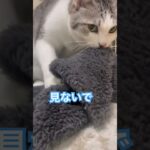 #ジャックラッセルテリア シニアの落ち着き…でもフミフミは赤ちゃんのまま#可愛い #猫 #shorts #癒し #かわいい ＃保護猫 #猫のいる暮らし #猫動画#猫のいる生活 #フミフミ #毛布