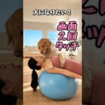 飼い主とヨガ#お笑い #美容 #ヨガ #shorts #シニア