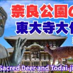 【奈良公園鹿と東大寺旅中継】奈良公園の鹿と戯れ、東大寺を歩く｜心が整う古都の時間