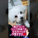 🐶飛びついてリンゴを食べるももちゃんが可愛いすぎる🍎