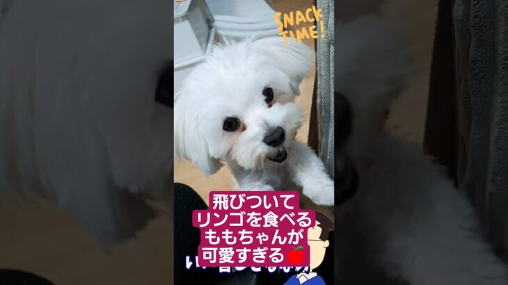 🐶飛びついてリンゴを食べるももちゃんが可愛いすぎる🍎
