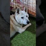 今日〜暫く大好きなゆいが居ない😣けどシニアのゴンの後ろ姿は可愛いでしょう