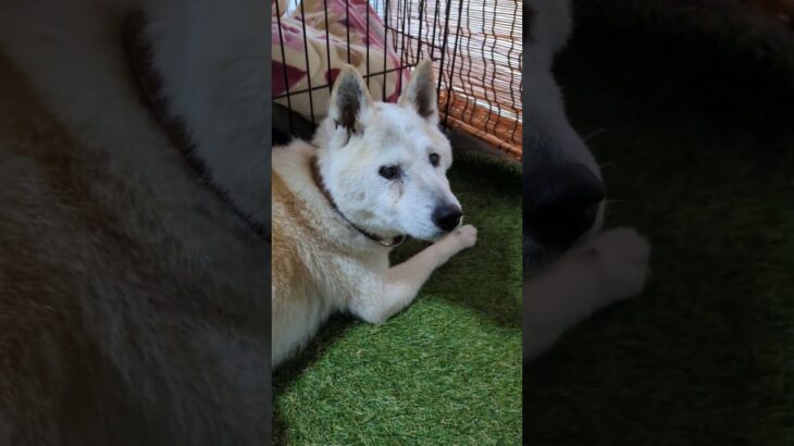 今日〜暫く大好きなゆいが居ない😣けどシニアのゴンの後ろ姿は可愛いでしょう