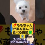 💊ももちゃんが薬を喜んで食べる瞬間🐾 #マルチーズ #可愛い #子犬