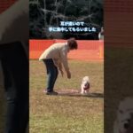 お婆様ドッグダンスに挑戦 #シニア犬 #可愛い #癒し #いぬのいる生活 #生まれて初めて