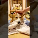 タオルケットをハムハムしながら眠たくなる赤ちゃんみたいなシニア犬 #コーギー