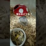 のびてるハムちゃん#かわいい#癒し#シニア期#1歳7ヶ月