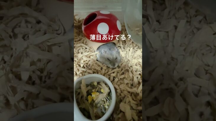 のびてるハムちゃん#かわいい#癒し#シニア期#1歳7ヶ月