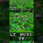 #健康習慣 #シニア健康 #雑学 #60歳代 #アンチエイジング #美容 #若い頃 #健康寿命