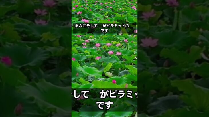 #健康習慣 #シニア健康 #雑学 #60歳代 #アンチエイジング #美容 #若い頃 #健康寿命